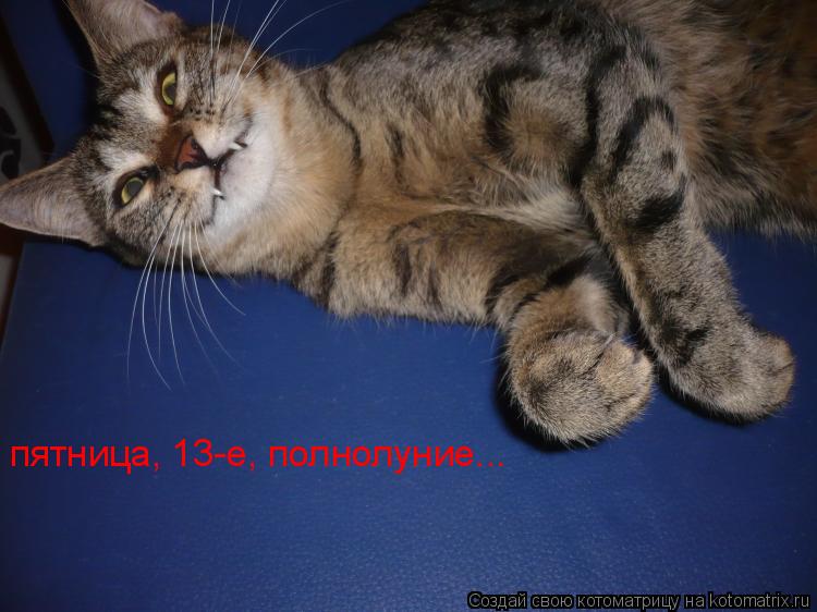 пятница, 13-е, полнолуние...... Котоматрица: пятница, 13-е, полнолуние...