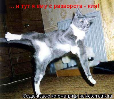 ... и тут я ему с разворота - кия!... Котоматрица: ... и тут я ему с разворота - кия!