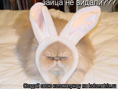 зайца не видали???... Котоматрица: зайца не видали???