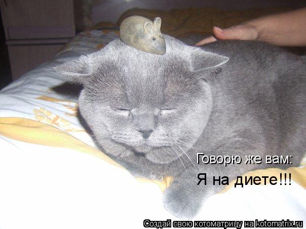 Говорю же вам: Я на диете!!!... Котоматрица: Говорю же вам: Я на диете!!!
