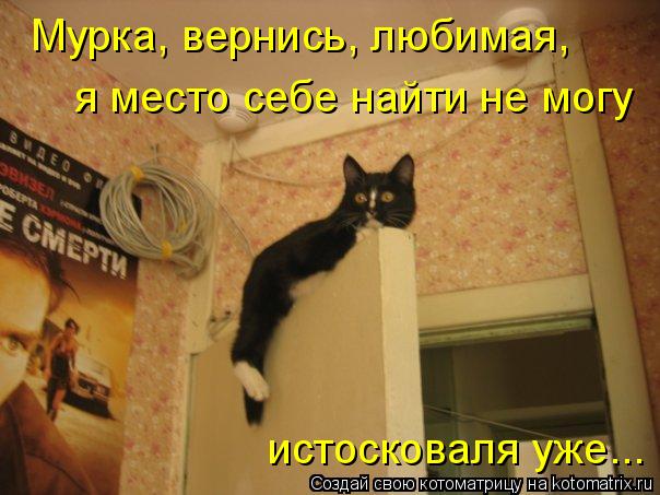 я место себе найти не могу Мурка, вернись, любимая, истосковаля уже...... Котоматрица: я место себе найти не могу Мурка, вернись, любимая, истосковаля уже...