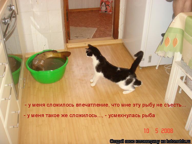 - у меня сложилось впечатление, что мне эту рыбу не съесть... - у меня такое же сложилось..., - усмех... Котоматрица: - у меня сложилось впечатление, что мне эту рыбу не съесть... - у меня такое же сложилось..., - усмехнулась рыба