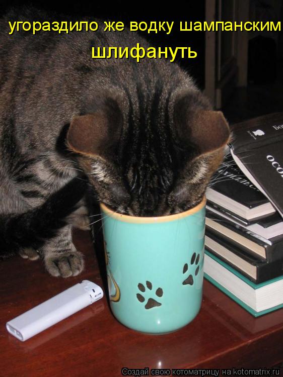 угораздило же водку шампанским шлифануть... Котоматрица: угораздило же водку шампанским шлифануть