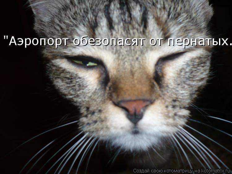 "Аэропорт обезопасят от пернатых.."... Котоматрица: "Аэропорт обезопасят от пернатых.."