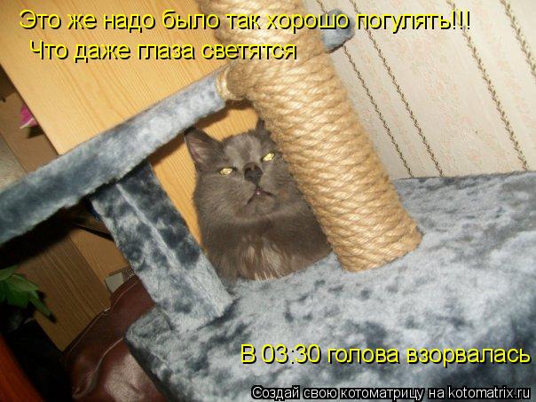 Это же надо было так хорошо погулять!!! Что даже глаза светятся В 03:30 голова взорвалась... Котоматрица: Это же надо было так хорошо погулять!!! Что даже глаза светятся В 03:30 голова взорвалась