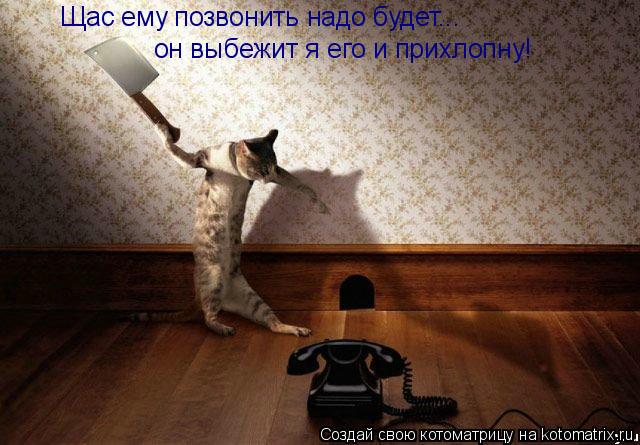 Щас ему позвонить надо будет... он выбежит я его и прихлопну!... Котоматрица: Щас ему позвонить надо будет... он выбежит я его и прихлопну!