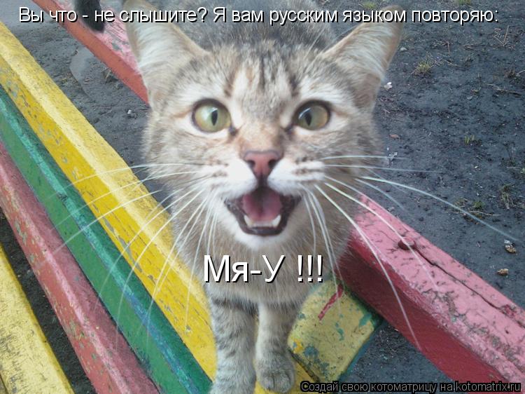 Вы что - не слышите? Я вам русским языком повторяю: Мя-У !!!... Котоматрица: Вы что - не слышите? Я вам русским языком повторяю: Мя-У !!!