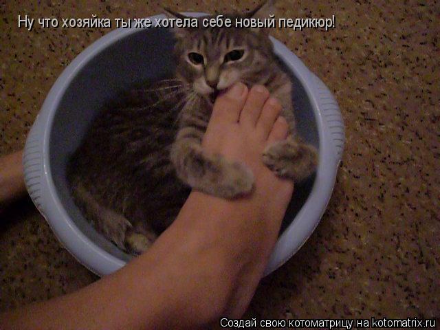 Ну что хозяйка ты же хотела себе новый педикюр!... Котоматрица: Ну что хозяйка ты же хотела себе новый педикюр!