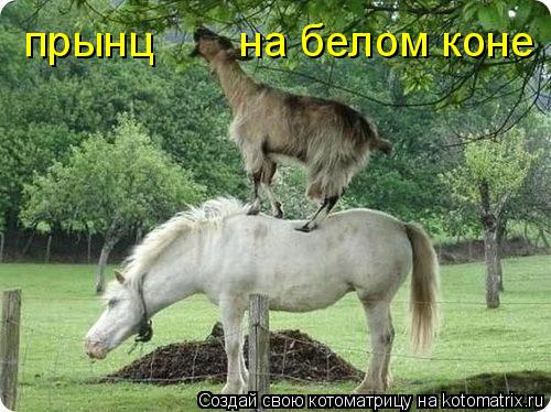 прынц на белом коне... Котоматрица: прынц на белом коне