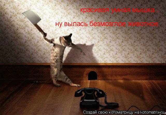 красивая умная мышка... ну вылась безмозглое животное... Котоматрица: красивая умная мышка... ну вылась безмозглое животное