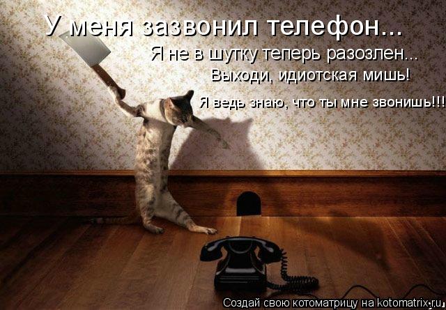 У меня зазвонил телефон... Я не в шутку теперь разозлен... Выходи, идиотская мишь! Я ведь знаю, что т... Котоматрица: У меня зазвонил телефон... Я не в шутку теперь разозлен... Выходи, идиотская мишь! Я ведь знаю, что ты мне звонишь!!!
