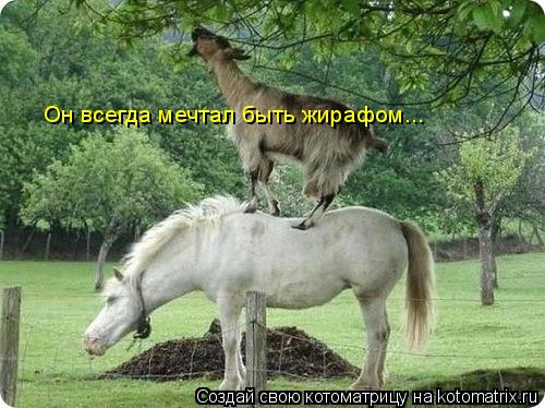 Он всегда мечтал быть жирафом...... Котоматрица: Он всегда мечтал быть жирафом...