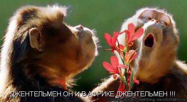 ДЖЕНТЕЛЬМЕН ОН И В АФРИКЕ ДЖЕНТЕЛЬМЕН !!!... Котоматрица: ДЖЕНТЕЛЬМЕН ОН И В АФРИКЕ ДЖЕНТЕЛЬМЕН !!!