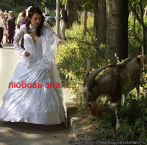 любовь зла.......... Котоматрица: любовь зла.......