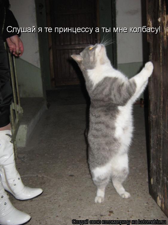 Слушай я те принцессу а ты мне колбасу!... Котоматрица: Слушай я те принцессу а ты мне колбасу!
