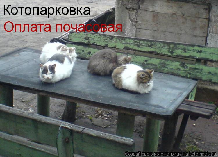 Котопарковка Оплата почасовая... Котоматрица: Котопарковка Оплата почасовая