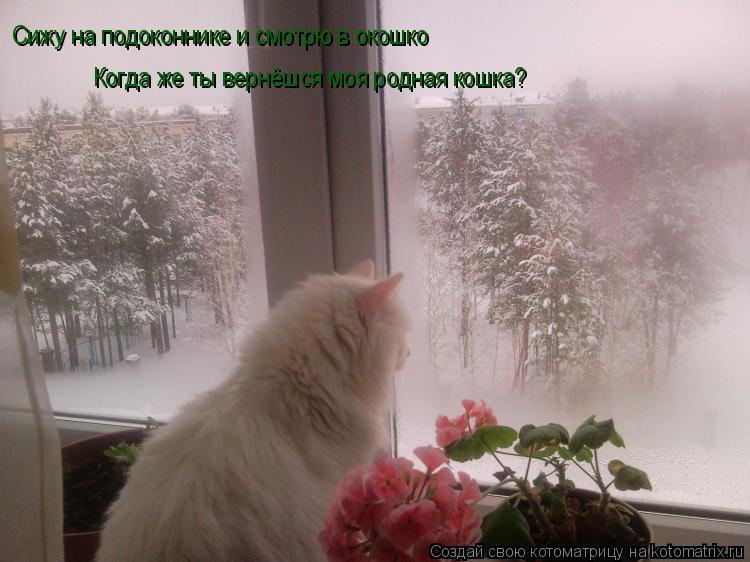Сижу на подоконнике и смотрю в окошко Когда же ты вернёшся моя родная кошка?... Котоматрица: Сижу на подоконнике и смотрю в окошко Когда же ты вернёшся моя родная кошка?