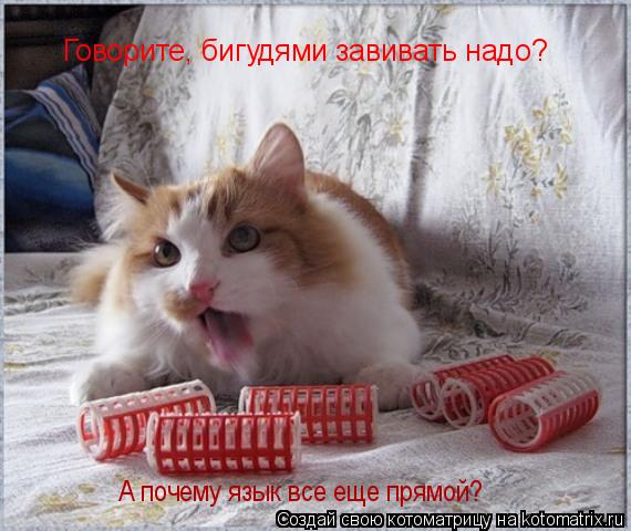 Говорите, бигудями завивать надо? А почему язык все еще прямой?... Котоматрица: Говорите, бигудями завивать надо? А почему язык все еще прямой?