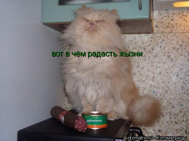 вот в чём радасть жызни... Котоматрица: вот в чём радасть жызни