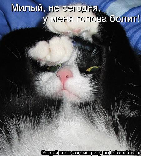 у меня голова болит! Милый, не сегодня,... Котоматрица: у меня голова болит! Милый, не сегодня,