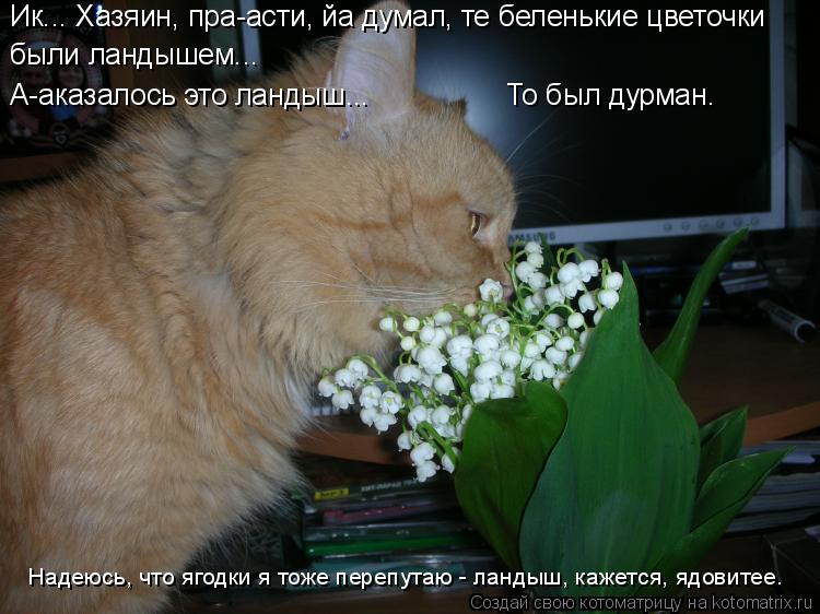 Ик... Хазяин, пра-асти, йа думал, те беленькие цветочки были ландышем... А-аказалось это ландыш... ... Котоматрица: Ик... Хазяин, пра-асти, йа думал, те беленькие цветочки были ландышем... А-аказалось это ландыш... То был дурман. Надеюсь, что ягодки