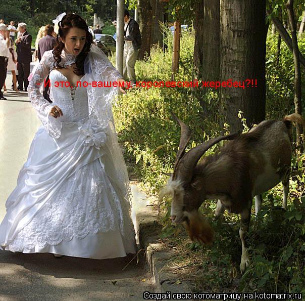 - И это, по-вашему, королевский жеребец?!!... Котоматрица: - И это, по-вашему, королевский жеребец?!!