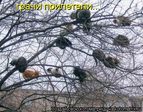 грачи прилетели...... Котоматрица: грачи прилетели...