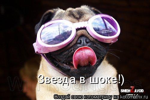 Звезда в шоке!)... Котоматрица: Звезда в шоке!)