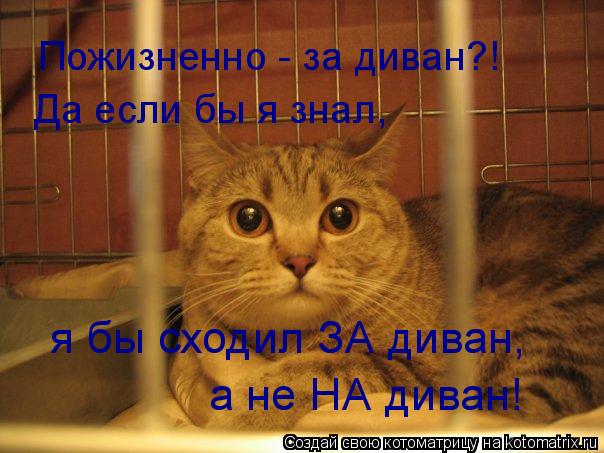 Пожизненно - за диван?! Да если бы я знал, я бы сходил ЗА диван, а не НА диван!... Котоматрица: Пожизненно - за диван?! Да если бы я знал, я бы сходил ЗА диван, а не НА диван!