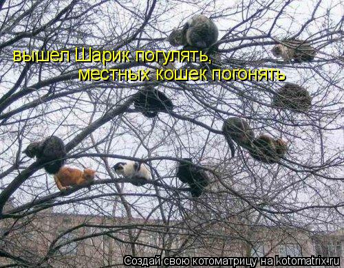 вышел Шарик погулять, местных кошек погонять... Котоматрица: вышел Шарик погулять, местных кошек погонять