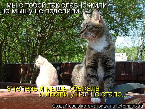 мы с тобой так славно жили но мышу не поделили... а теперь и мышь сбежала и любви у нас не стало...... Котоматрица: мы с тобой так славно жили но мышу не поделили... а теперь и мышь сбежала и любви у нас не стало...