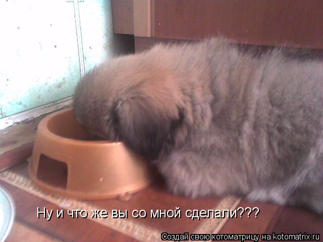 Ну и что же вы со мной сделали???... Котоматрица: Ну и что же вы со мной сделали???