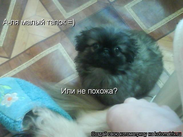 А-ля малый тапок =) Или не похожа?... Котоматрица: А-ля малый тапок =) Или не похожа?