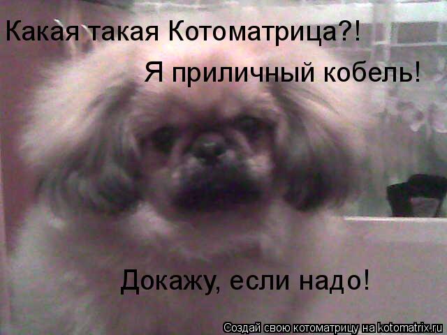 Какая такая Котоматрица?! Я приличный кобель! Докажу, если надо!... Котоматрица: Какая такая Котоматрица?! Я приличный кобель! Докажу, если надо!