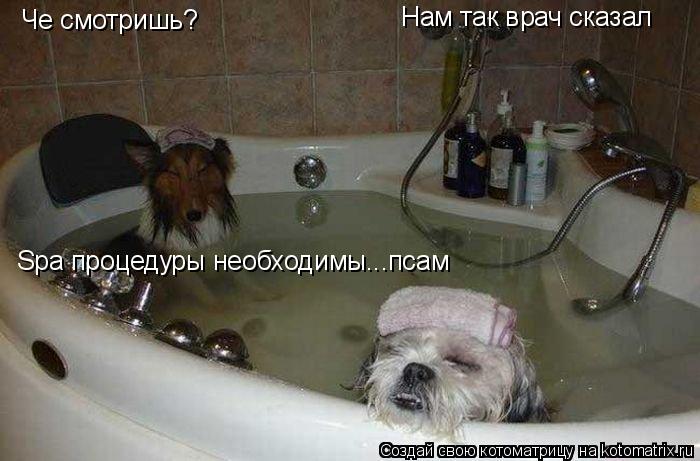 Че смотришь? Нам так врач сказал Spa процедуры необходимы...псам... Котоматрица: Че смотришь? Нам так врач сказал Spa процедуры необходимы...псам