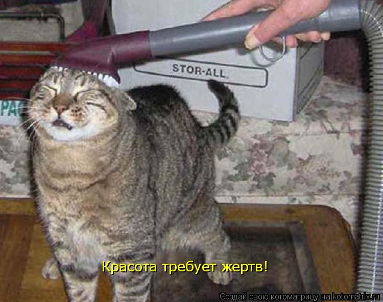 Красота требует жертв!... Котоматрица: Красота требует жертв!