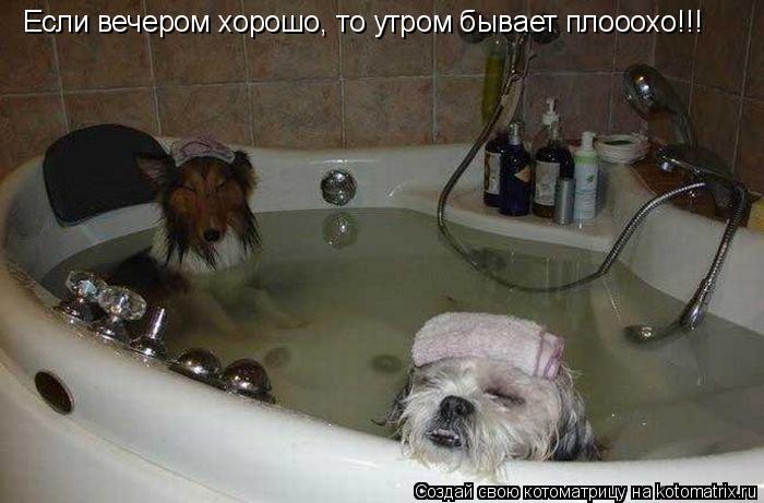 Если вечером хорошо, то утром бывает плооохо!!!... Котоматрица: Если вечером хорошо, то утром бывает плооохо!!!