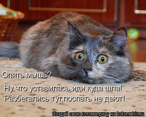 Опять мышь? Ну что уставилась,иди куда шла! Разбегались тут,поспать не дают!... Котоматрица: Опять мышь? Ну что уставилась,иди куда шла! Разбегались тут,поспать не дают!