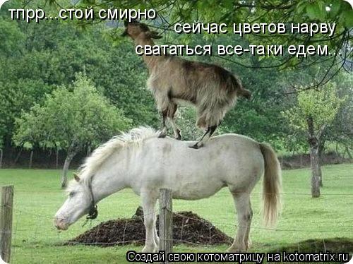 тпрр...стой смирно сейчас цветов нарву свататься все-таки едем...... Котоматрица: тпрр...стой смирно сейчас цветов нарву свататься все-таки едем...