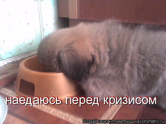 наедаюсь перед кризисом наедаюсь перед кризисом... Котоматрица: наедаюсь перед кризисом наедаюсь перед кризисом