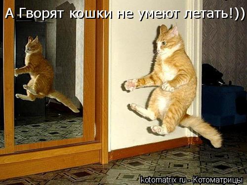 А Гворят кошки не умеют летать!))... Котоматрица: А Гворят кошки не умеют летать!))