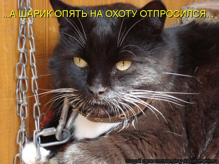 ...А ШАРИК ОПЯТЬ НА ОХОТУ ОТПРОСИЛСЯ...... Котоматрица: ...А ШАРИК ОПЯТЬ НА ОХОТУ ОТПРОСИЛСЯ...