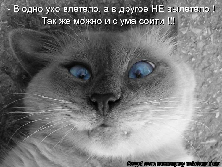- В одно ухо влетело, а в другое НЕ вылетело ! Так же можно и с ума сойти !!!... Котоматрица: - В одно ухо влетело, а в другое НЕ вылетело ! Так же можно и с ума сойти !!!
