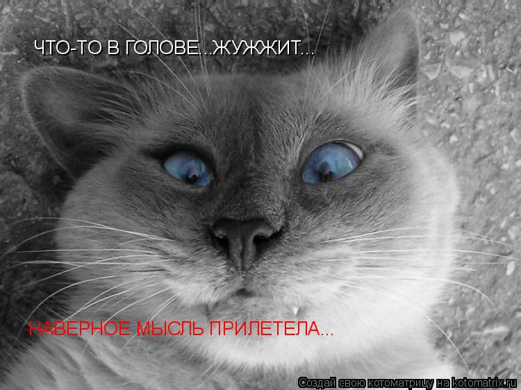 ЧТО-ТО В ГОЛОВЕ...ЖУЖЖИТ... НАВЕРНОЕ МЫСЛЬ ПРИЛЕТЕЛА...... Котоматрица: ЧТО-ТО В ГОЛОВЕ...ЖУЖЖИТ... НАВЕРНОЕ МЫСЛЬ ПРИЛЕТЕЛА...