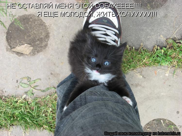 НЕ ОСТАВЛЯЙ МЕНЯ ЭТОЙ СОБАКЕЕЕЕ!!!! Я ЕЩЕ МОЛОДОЙ, ЖИТЬ ХОЧУУУУУ!!!... Котоматрица: НЕ ОСТАВЛЯЙ МЕНЯ ЭТОЙ СОБАКЕЕЕЕ!!!! Я ЕЩЕ МОЛОДОЙ, ЖИТЬ ХОЧУУУУУ!!!