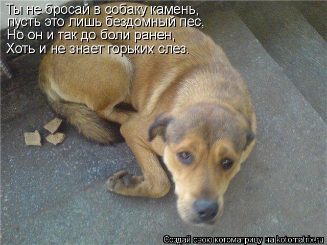 Ты не бросай в собаку камень, пусть это лишь бездомный пес, Но он и так до боли ранен, Хоть и не знае... Котоматрица: Ты не бросай в собаку камень, пусть это лишь бездомный пес, Но он и так до боли ранен, Хоть и не знает горьких слез.
