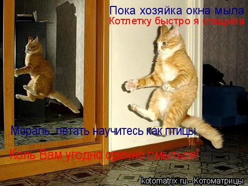 Пока хозяйка окна мыла Котлетку быстро я стащила Мораль: летать научитесь как птицы Коль Вам угодно с... Котоматрица: Пока хозяйка окна мыла Котлетку быстро я стащила Мораль: летать научитесь как птицы Коль Вам угодно срочно смыться!