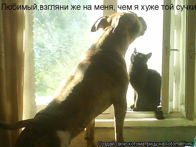 Любимый,взгляни же на меня, чем я хуже той сучки?... Котоматрица: Любимый,взгляни же на меня, чем я хуже той сучки?