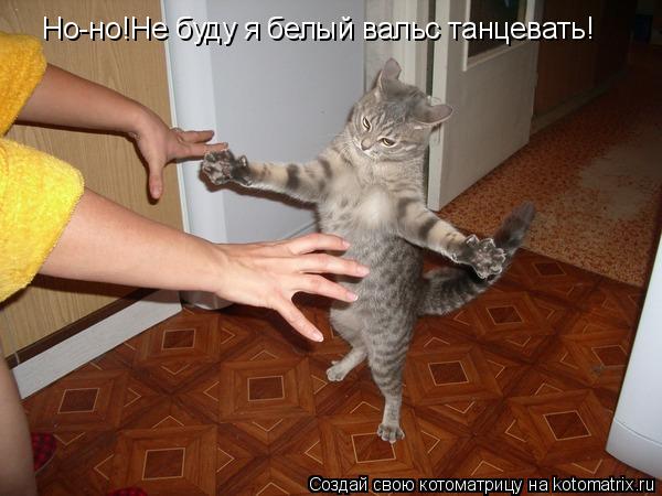 Но-но!Не буду я белый вальс танцевать!... Котоматрица: Но-но!Не буду я белый вальс танцевать!