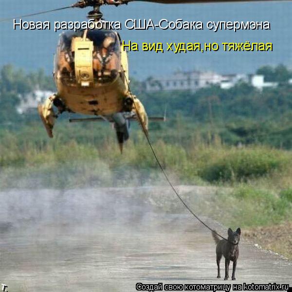 Новая разработка США-Собака супермэна На вид худая,но тяжёлая... Котоматрица: Новая разработка США-Собака супермэна На вид худая,но тяжёлая